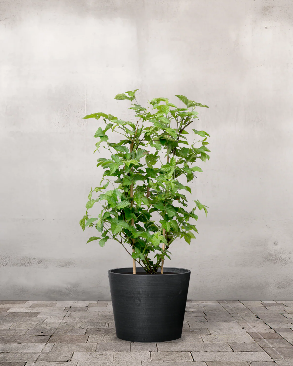 Brombær, Rubus fruticosus - 50-70 cm - Image 3