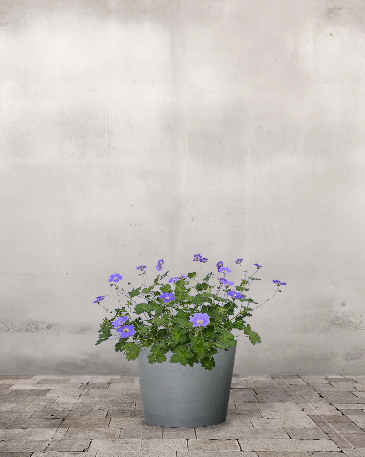 Storkenæb, Geranium Hybrid 'Rozanne' - 11 cm potte - Image 3