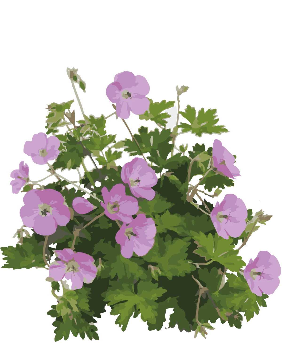 Storkenæb, Geranium 'Rose Clair'