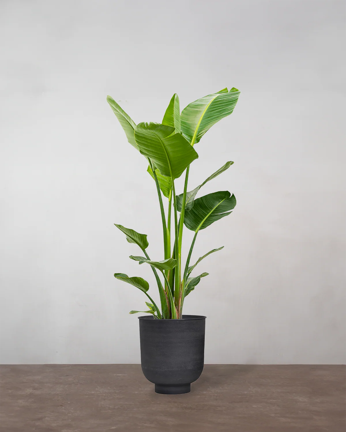 Strelitzia Nicolai - 140-160 cm - Image 7