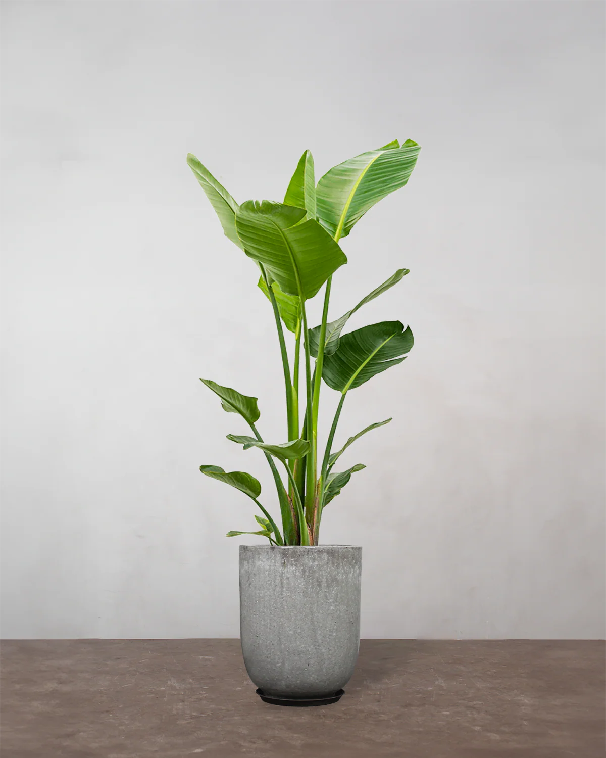 Strelitzia Nicolai - 140-160 cm - Image 8