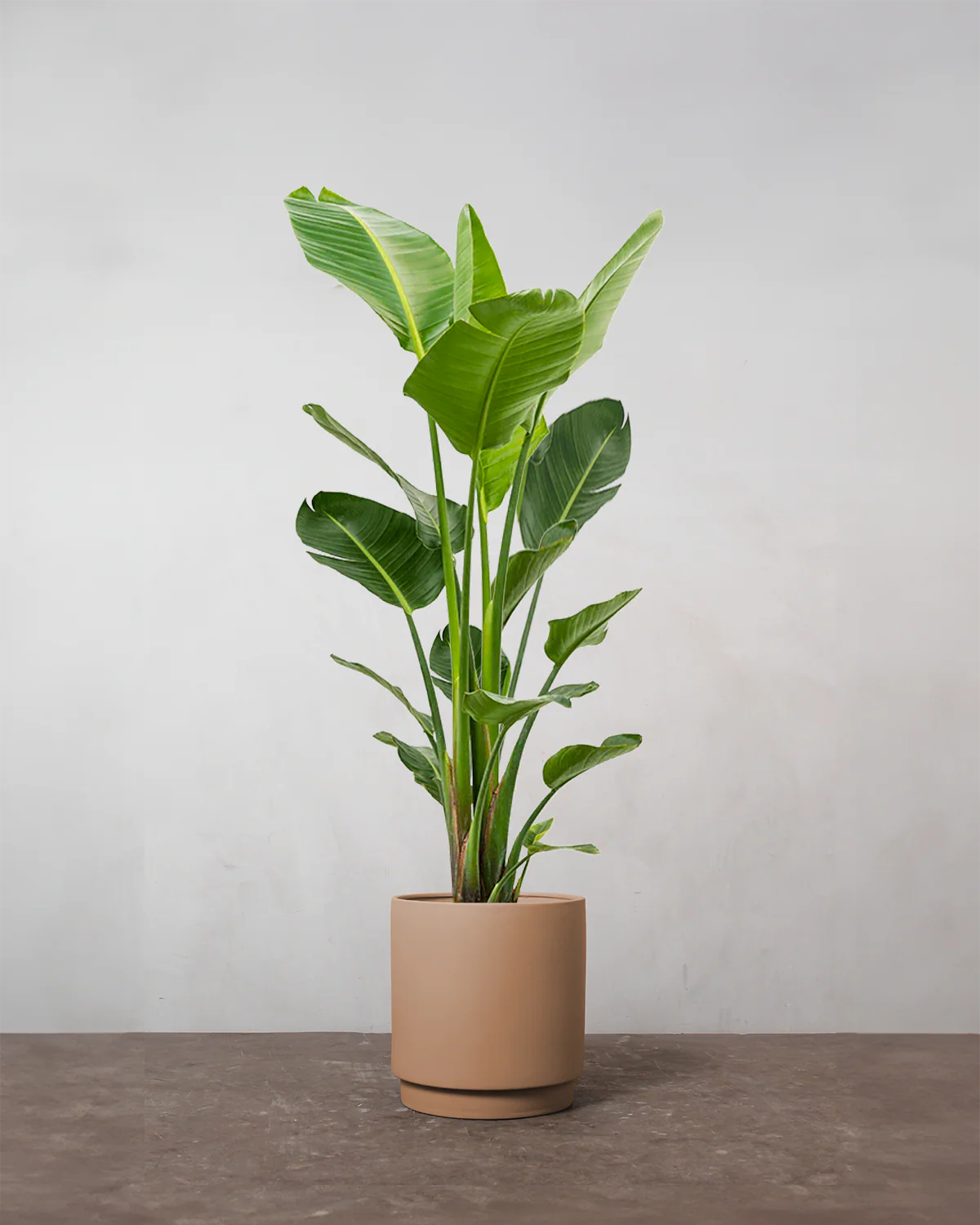 Strelitzia Nicolai - 180-200 cm - Image 3