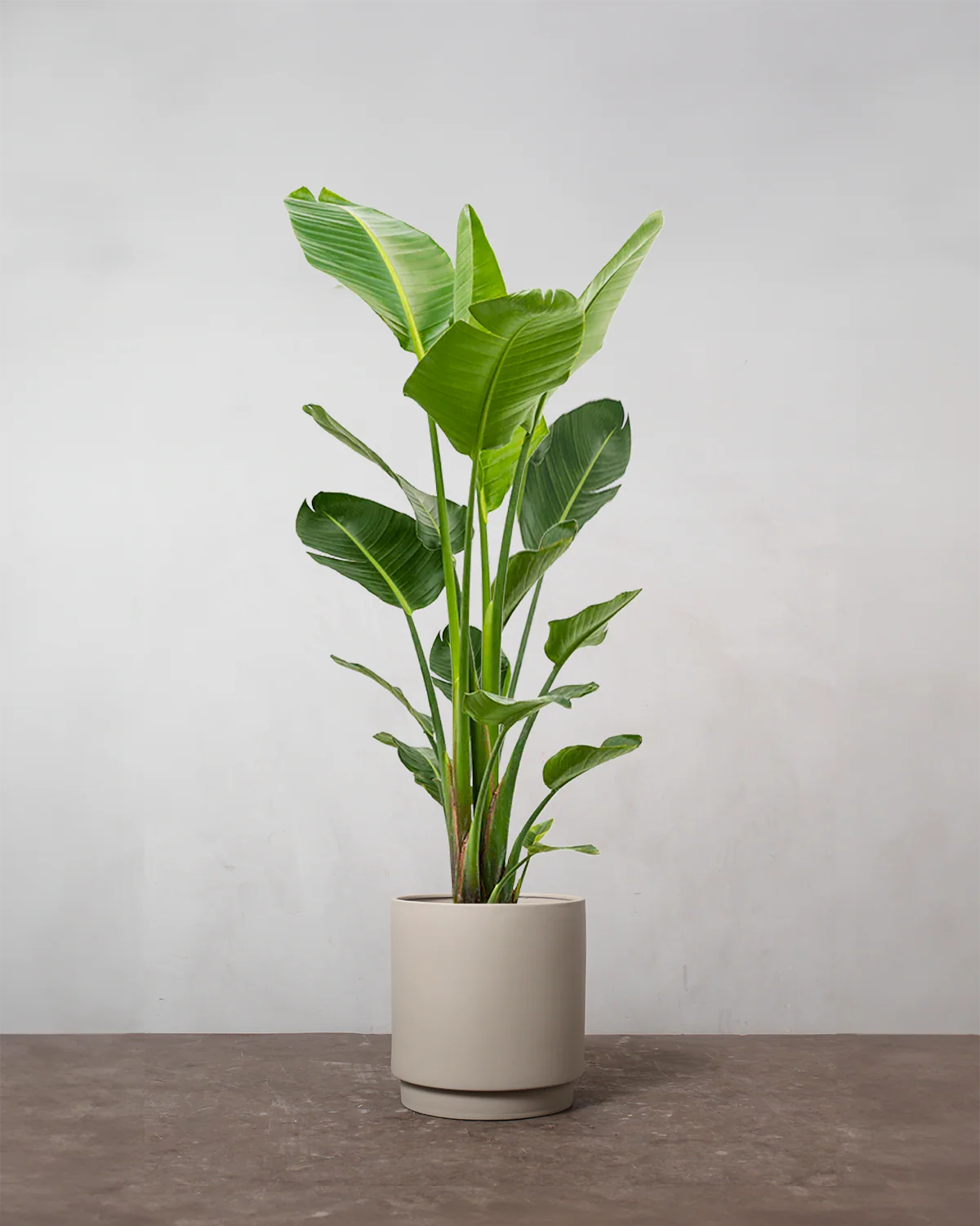 Strelitzia Nicolai - 180-200 cm - Image 4