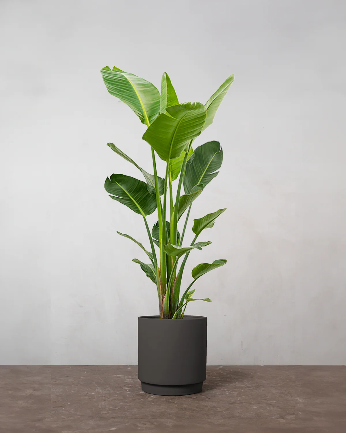 Strelitzia Nicolai - 180-200 cm - Image 5