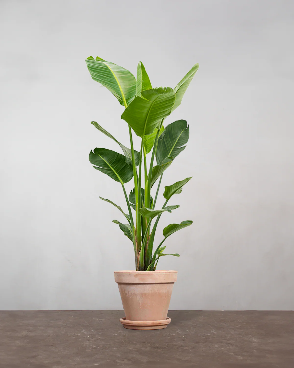 Strelitzia Nicolai - 180-200 cm - Image 6