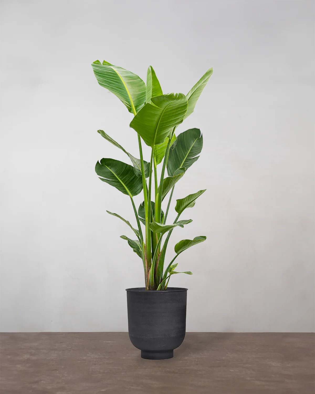 Strelitzia Nicolai - 180-200 cm - Image 7