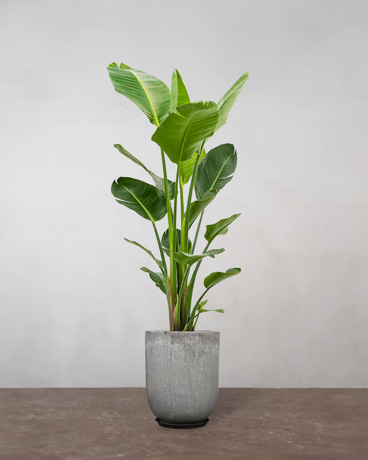 Strelitzia Nicolai - 180-200 cm - Image 8
