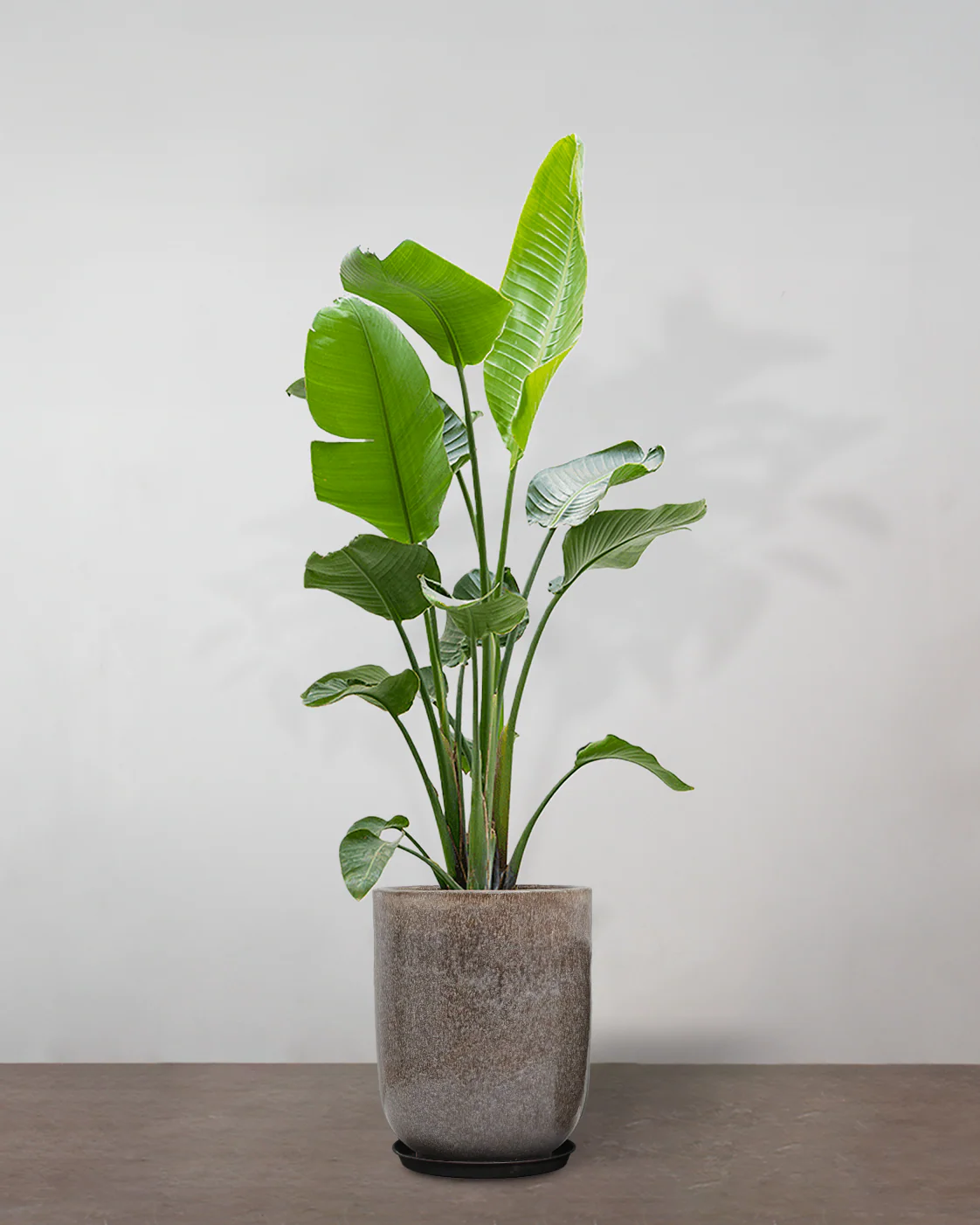 Strelitzia Nicolai - 180-200 cm - Image 9