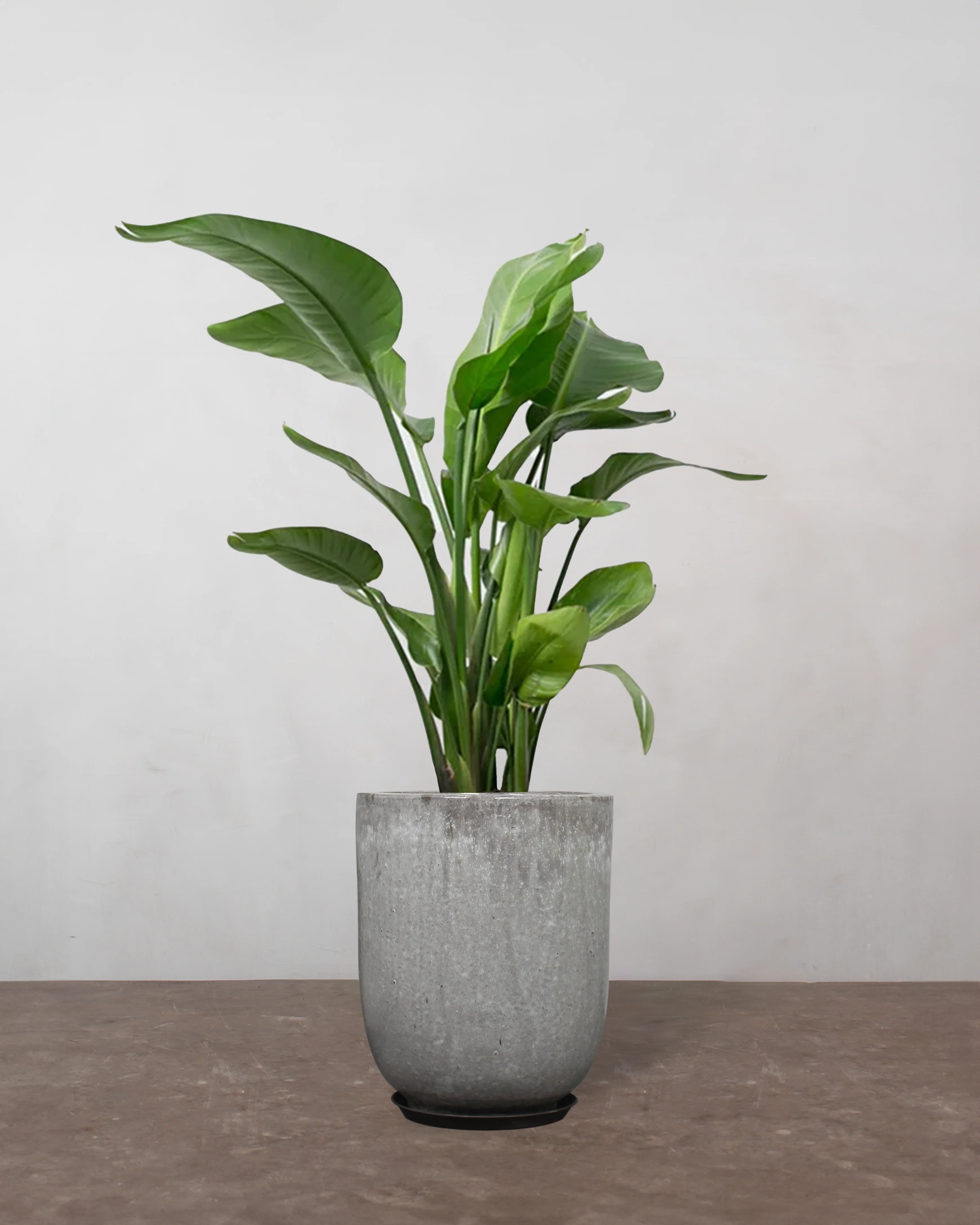 Strelitzia Nicolai - 90-110 cm - Image 8