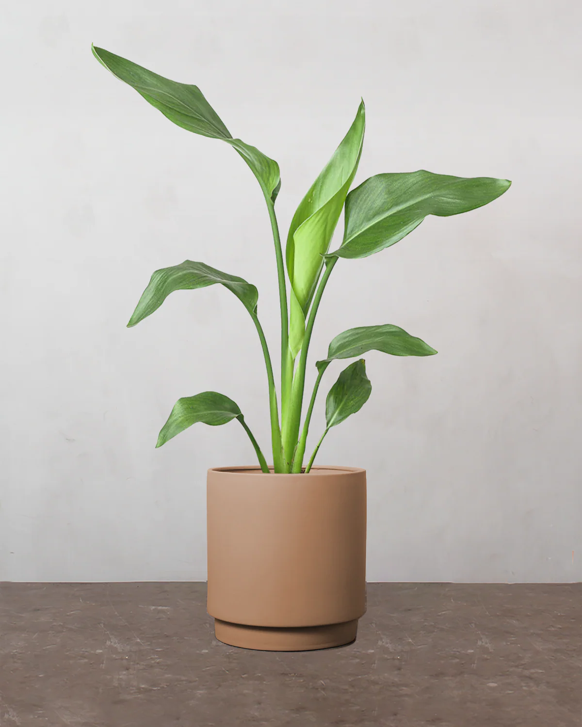 Strelitzia Reginae - 30-50 cm - Image 3