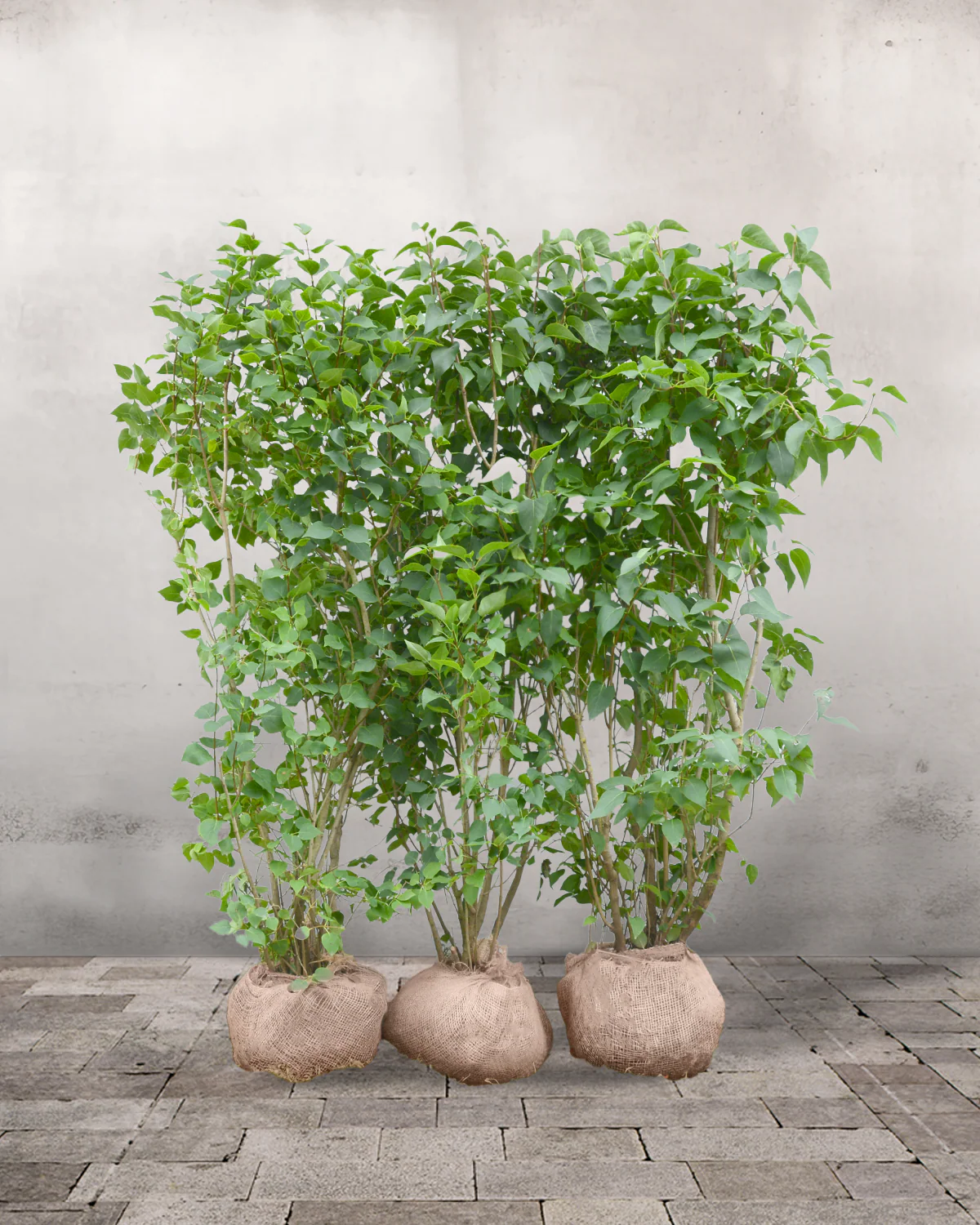 Syren, Syringa Vulgaris 'Alba', Topkvalitet Færdighæk - Image 3