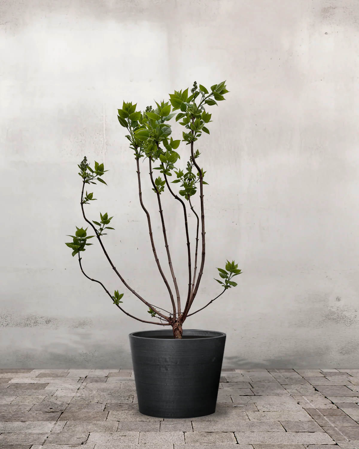 Syren, Syringa Vulgaris ‘Michael Buchner’ - 40-60 cm - Image 2
