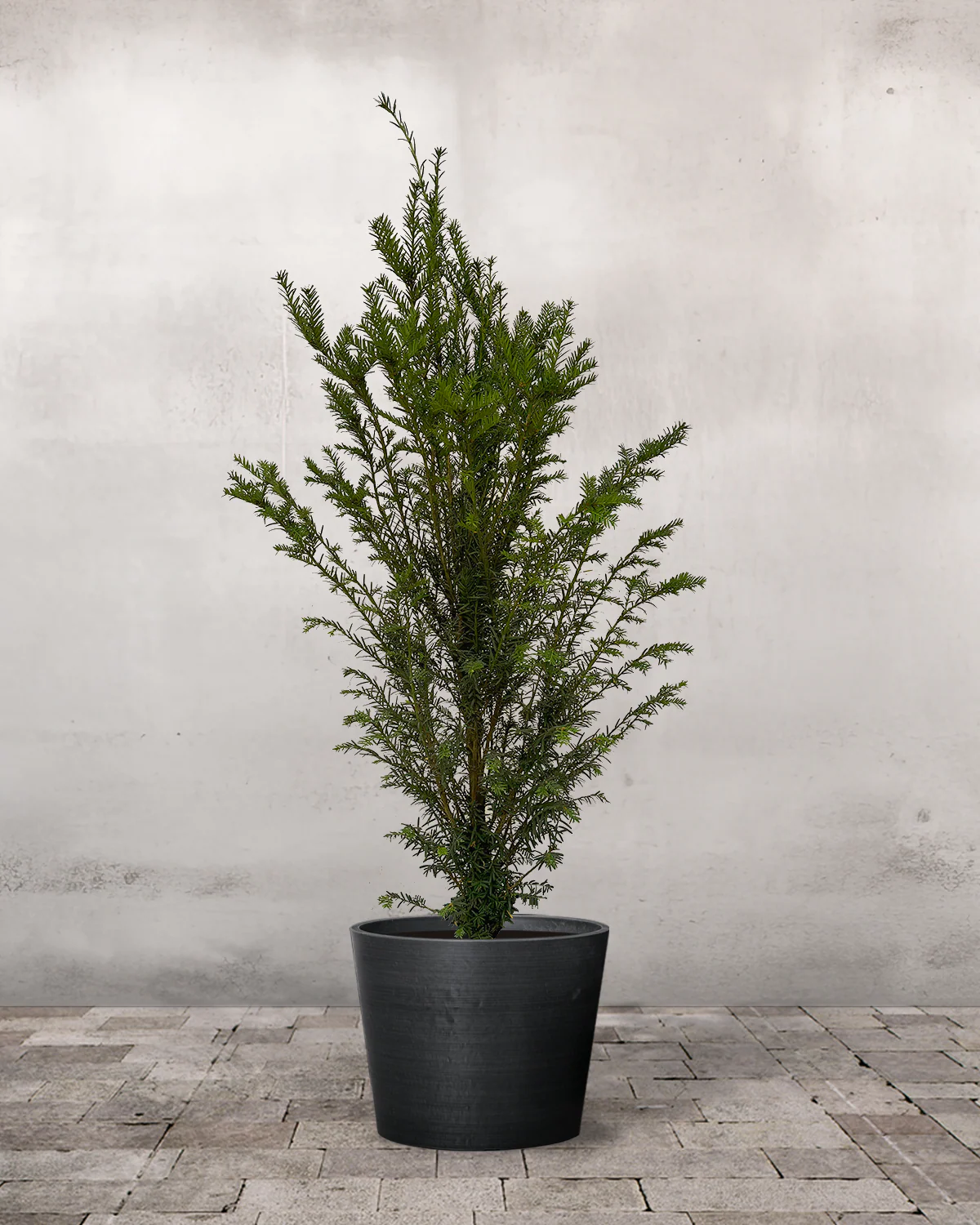 Taks, Taxus baccata – 80-100 cm - Image 3