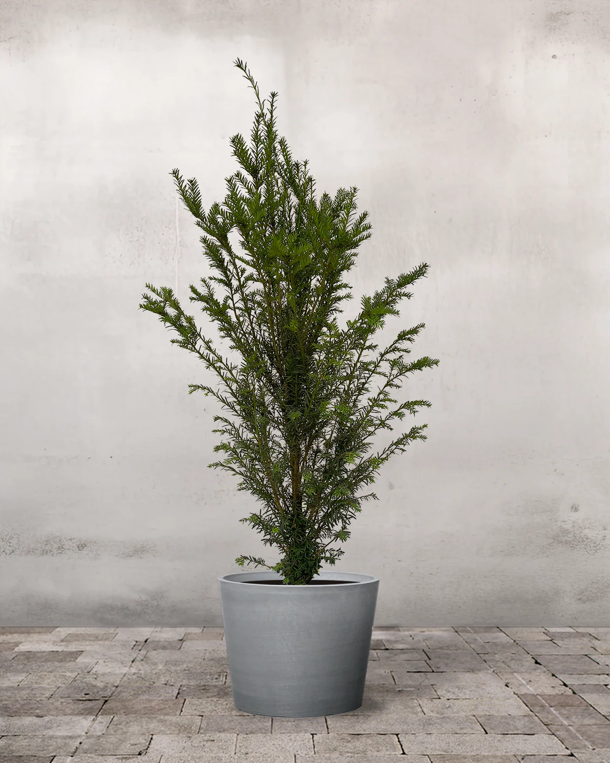 Taks, Taxus baccata – 80-100 cm - Image 4