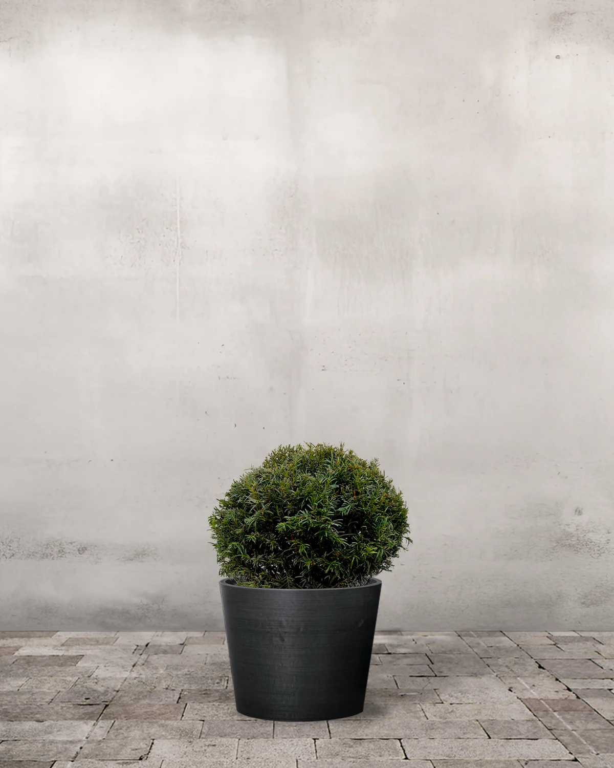 Taks 'Kugle', Taxus baccata – 30-40 cm - Image 3