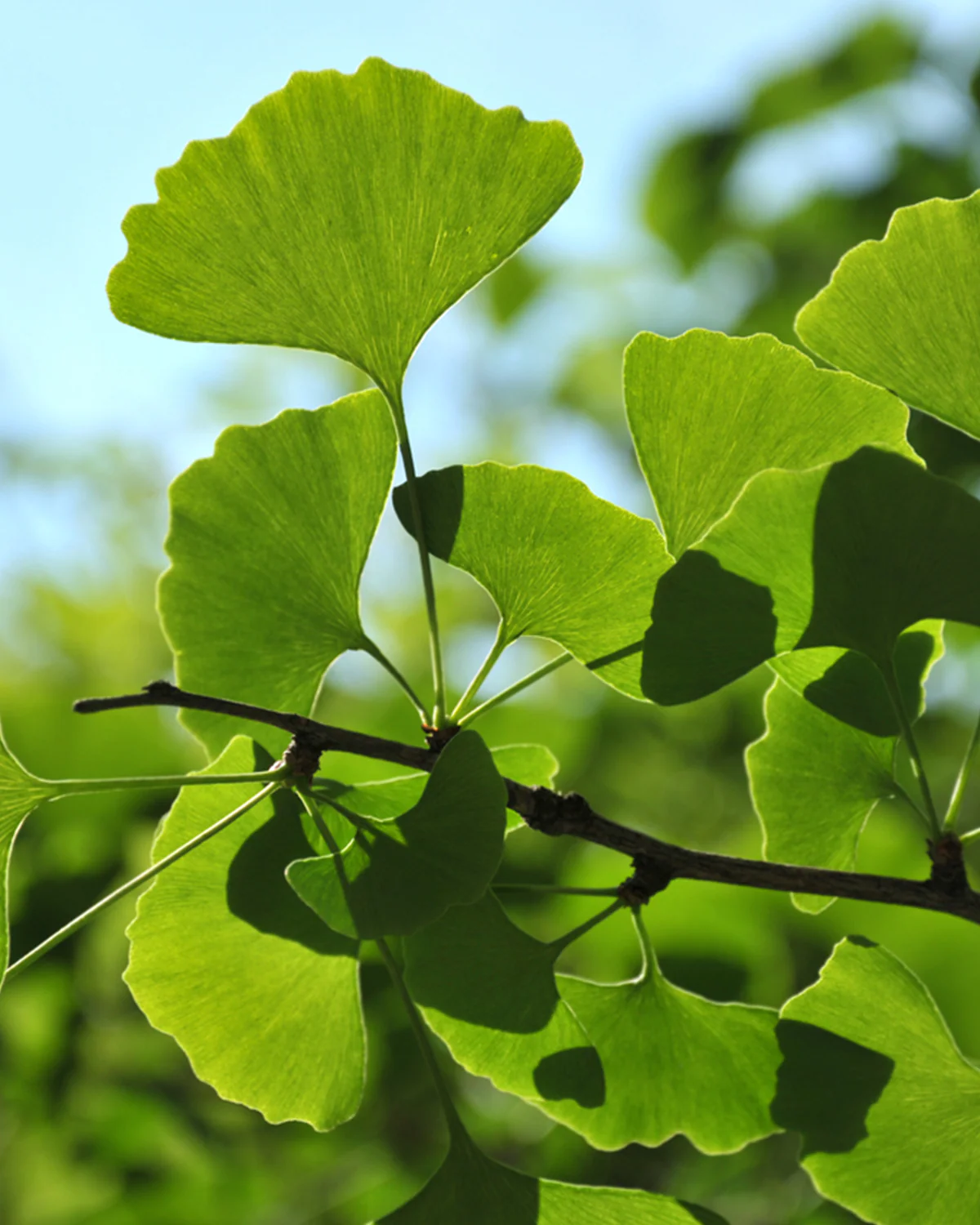 Tempeltræ, Ginkgo biloba 'David' - 60-80 cm - Image 2