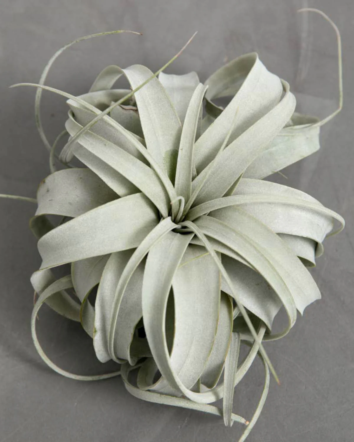Tillandsia - Image 3