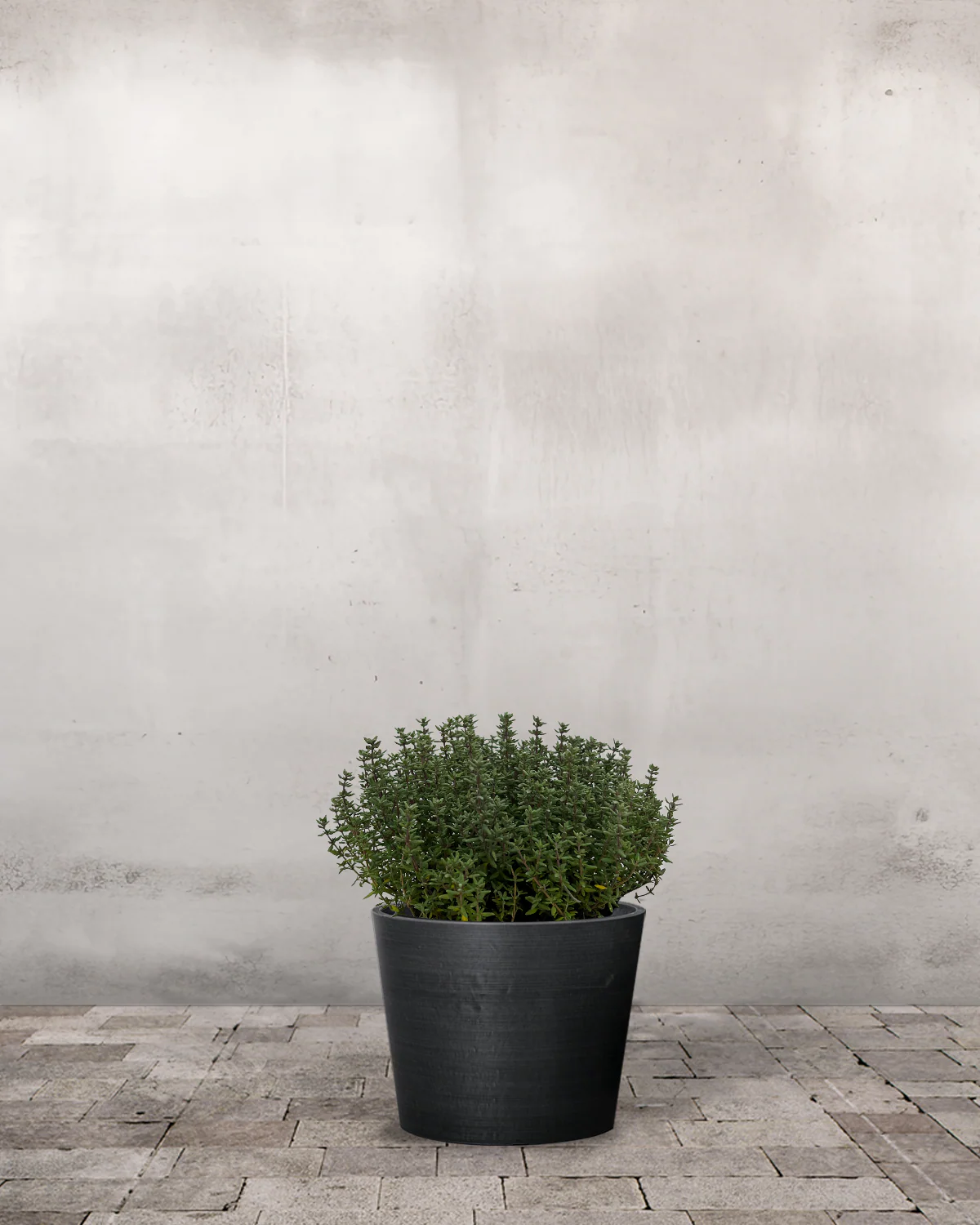 Timian, Thymus - Image 3