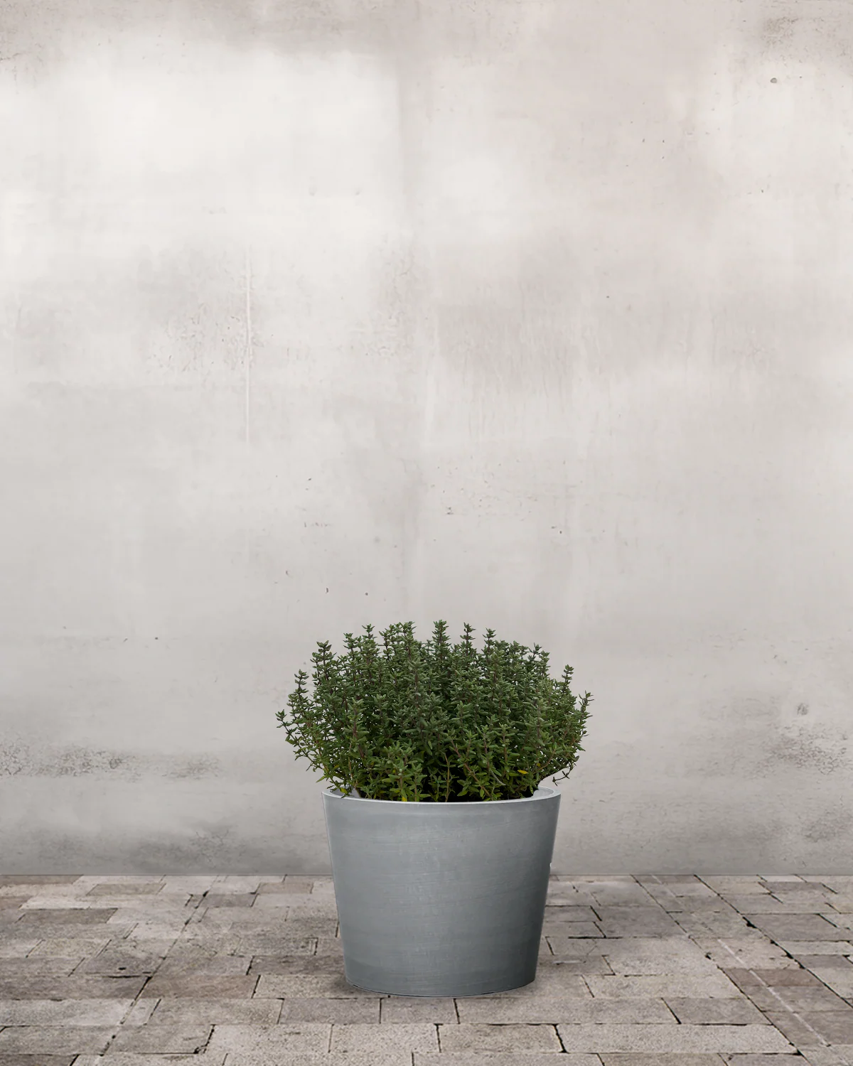 Timian, Thymus - Image 4