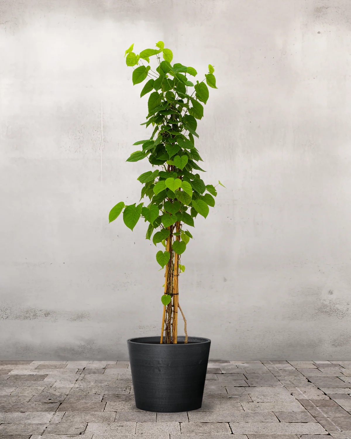 Tobakspibeplante, Aristolochia macrophylla Durior - 170-190 cm - Image 3