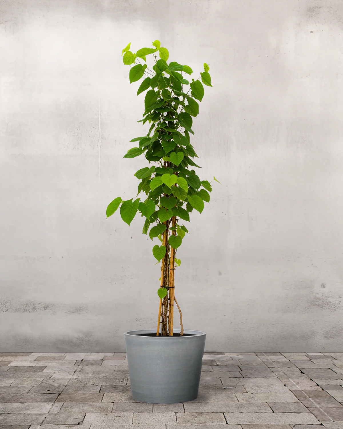 Tobakspibeplante, Aristolochia macrophylla Durior - 170-190 cm - Image 4