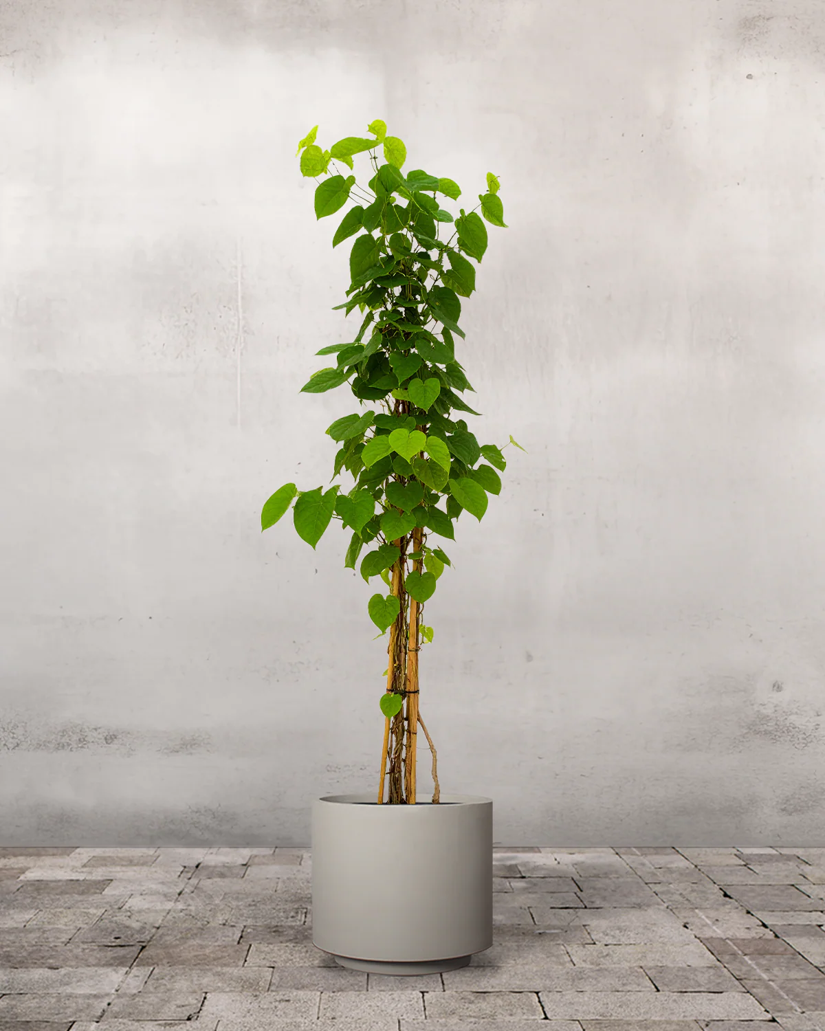Tobakspibeplante, Aristolochia macrophylla Durior - 170-190 cm - Image 6