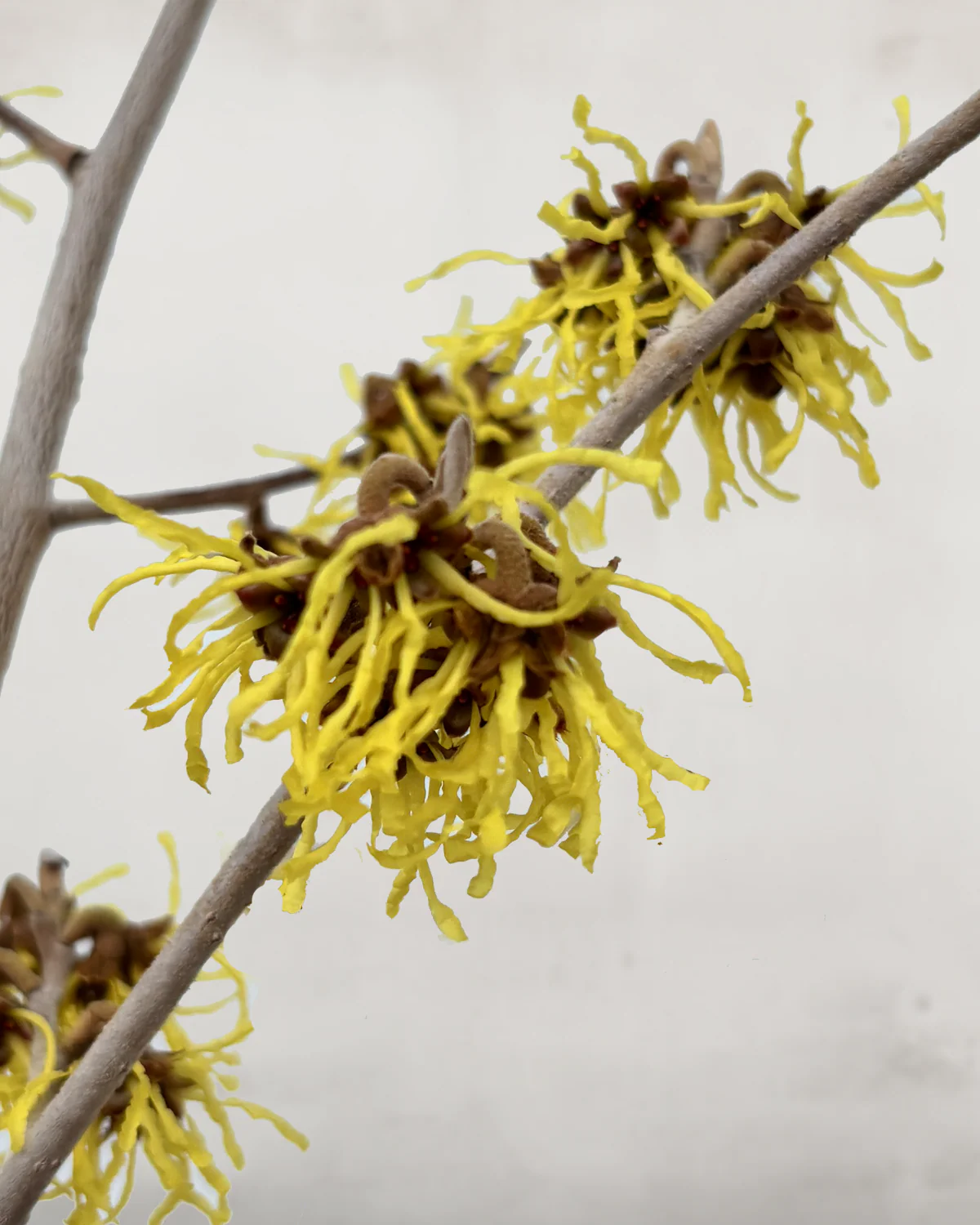 Troldnød, Hamamelis intermedia, 'Arnold Promise' - 80-100 cm - Image 2