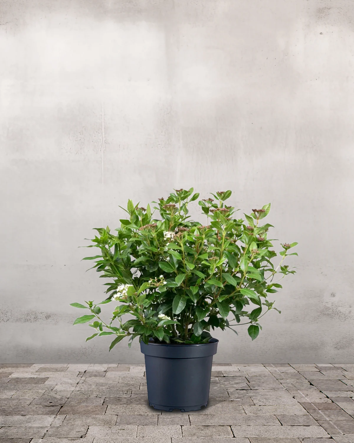 Vintersnebolle, Viburnum tinus - 40-60 cm