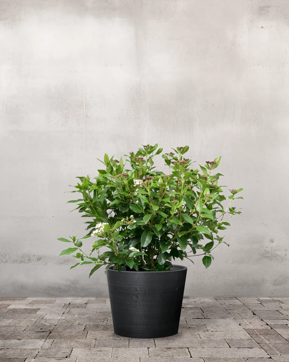 Vintersnebolle, Viburnum tinus - 40-60 cm - Image 3