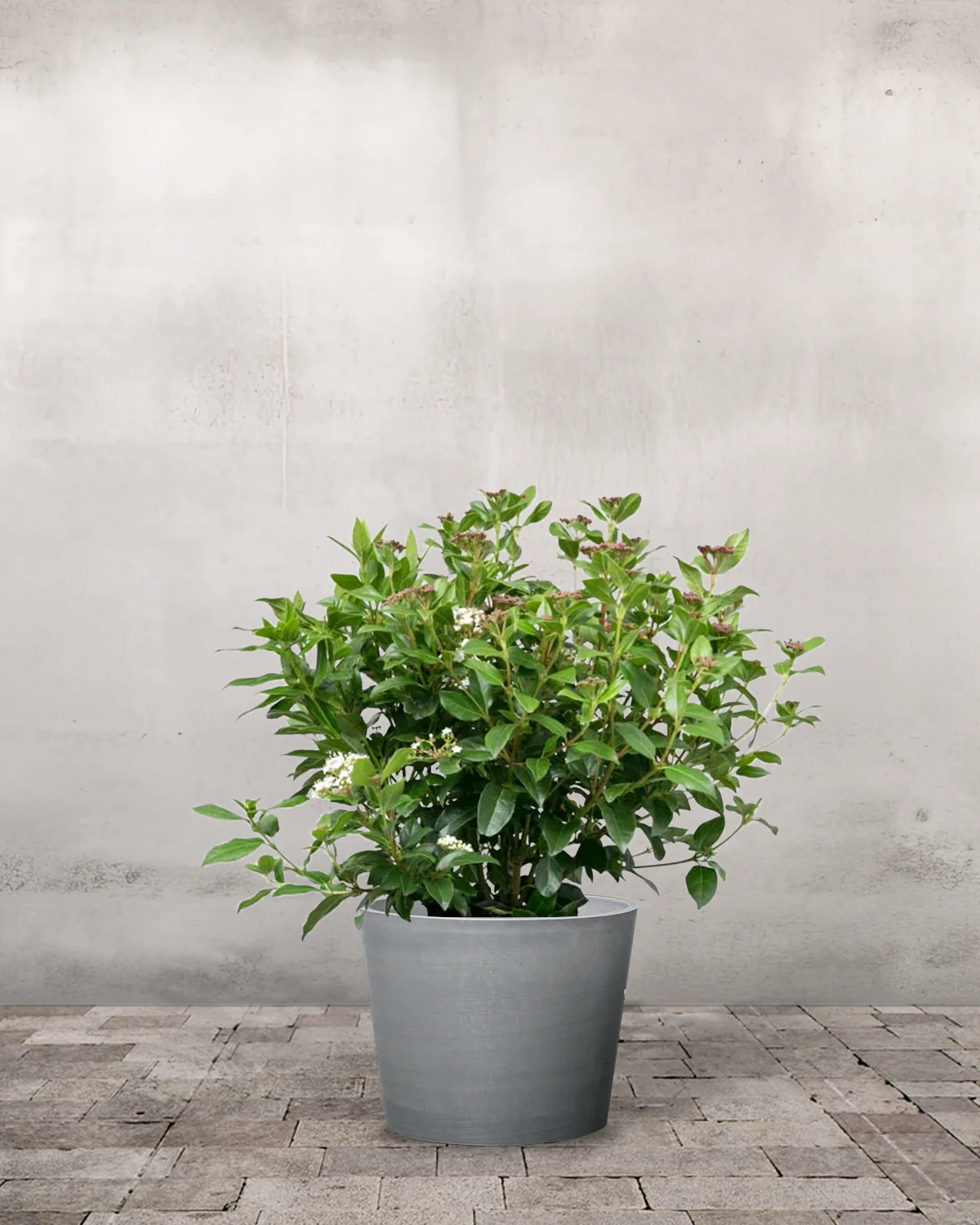 Vintersnebolle, Viburnum tinus - 40-60 cm - Image 4