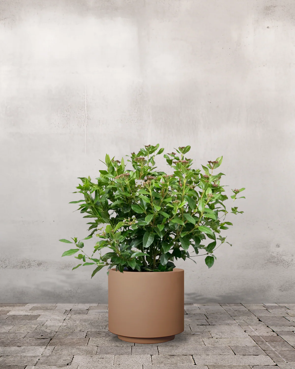 Vintersnebolle, Viburnum tinus - 40-60 cm - Image 5