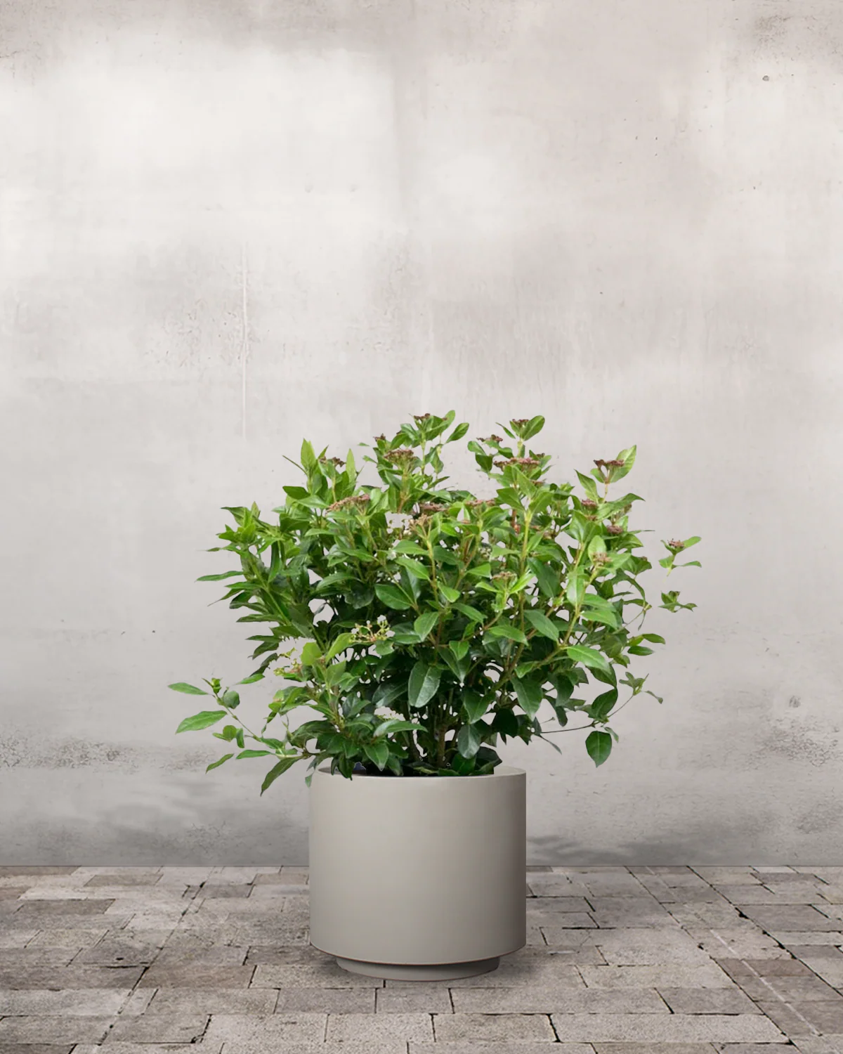 Vintersnebolle, Viburnum tinus - 40-60 cm - Image 6