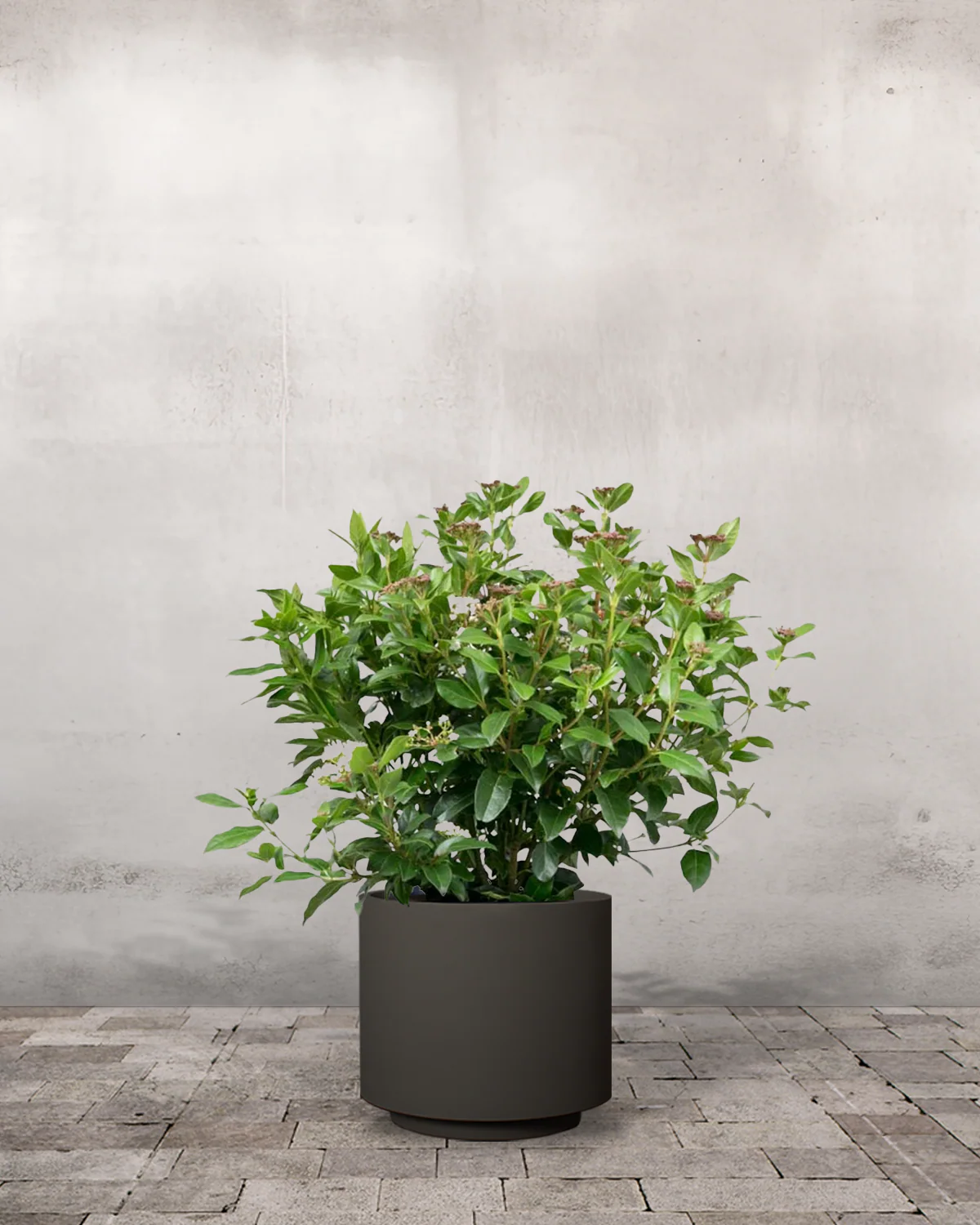Vintersnebolle, Viburnum tinus - 40-60 cm - Image 7