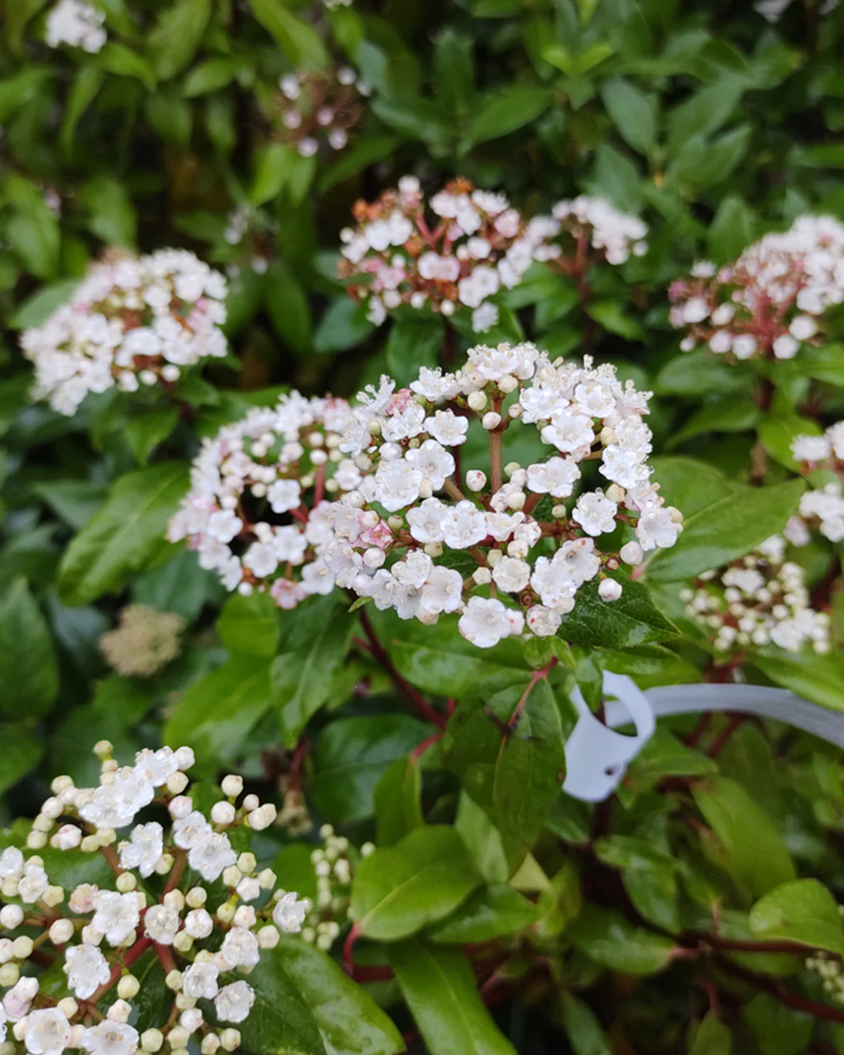 Vintersnebolle, Viburnum tinus - 40-60 cm - Image 2