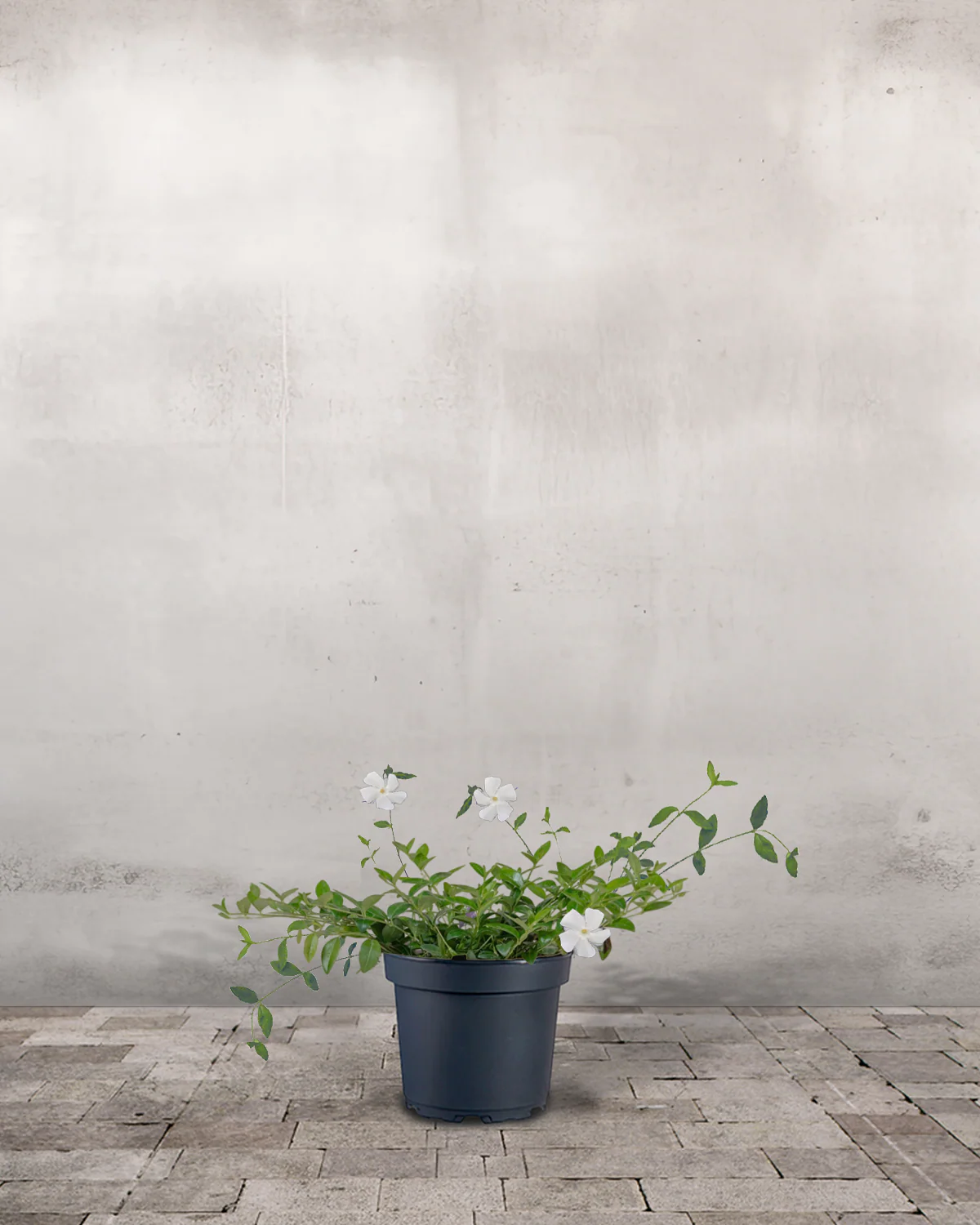 Vintergrøn, Vinca Minor - 15-25 cm - Hvid