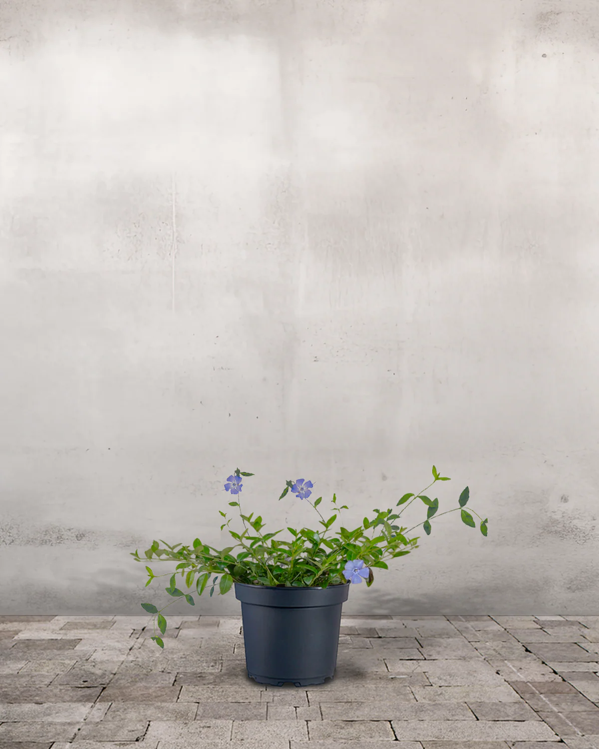 Vintergrøn, Vinca Minor - 15-25 cm - Blå