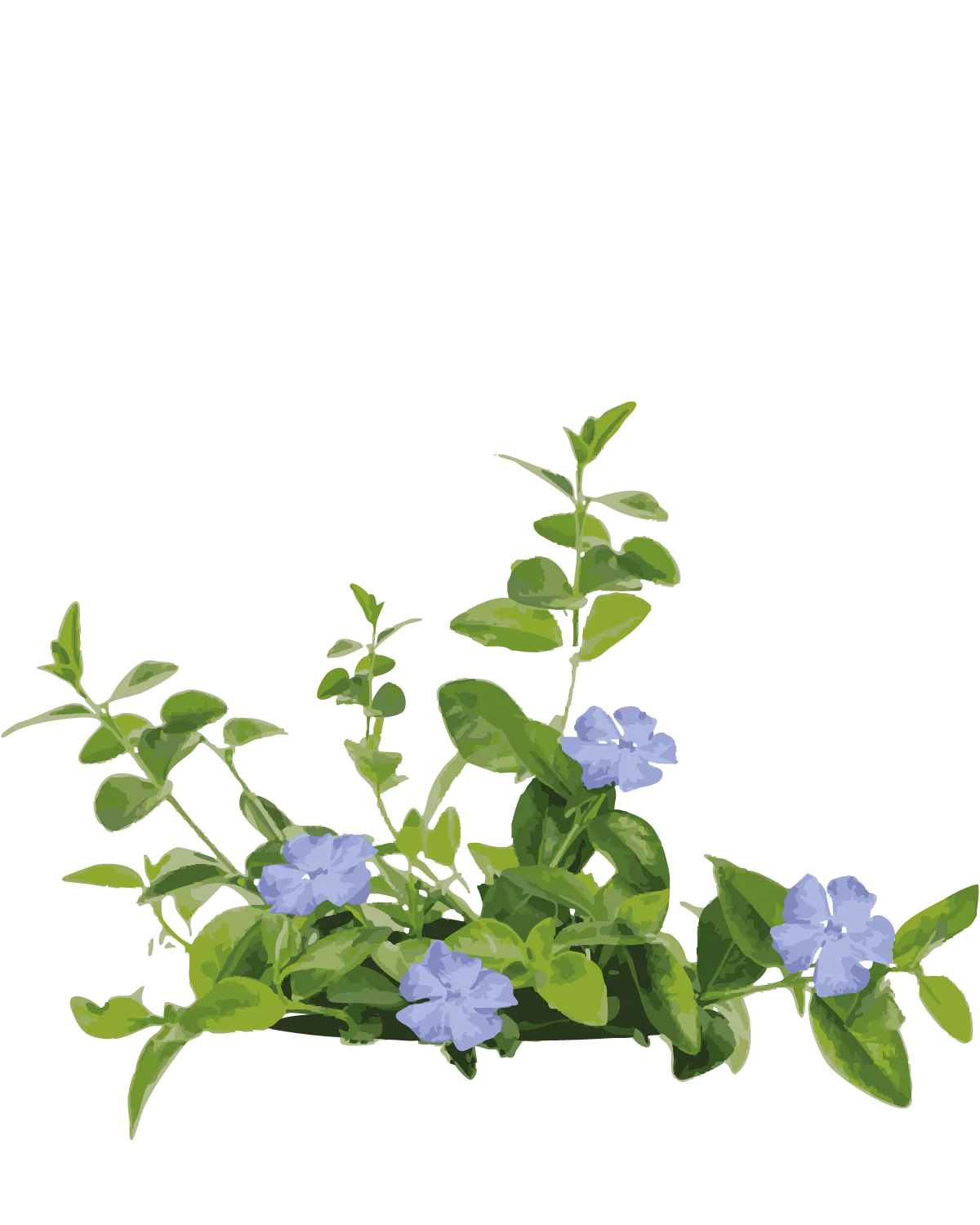 Vintergrøn, Vinca Minor