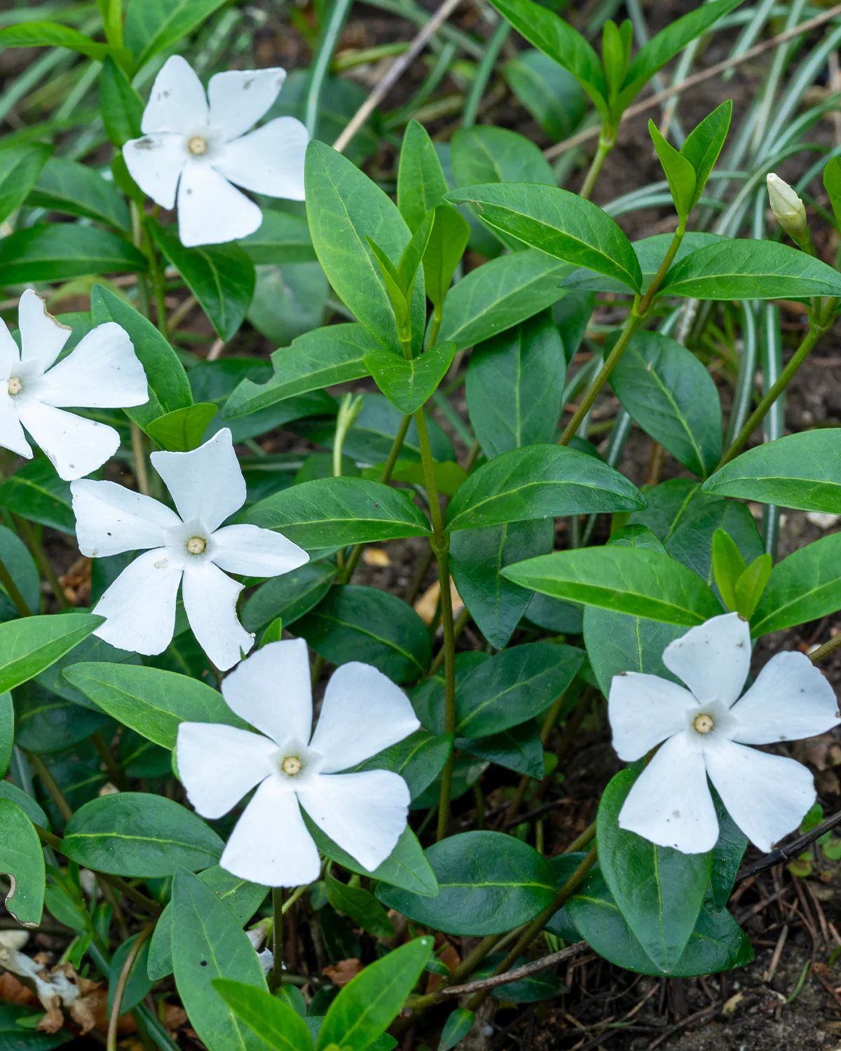 Vintergrøn, Vinca Minor 'Alba' - Image 2