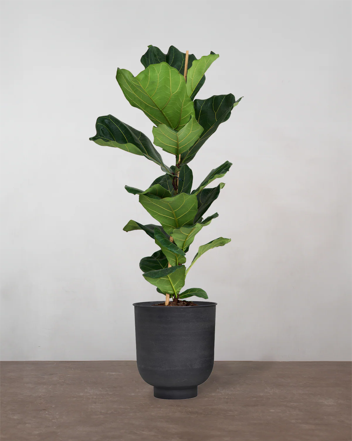 Violinfigen, Ficus lyrata - 100-120 cm - Image 11