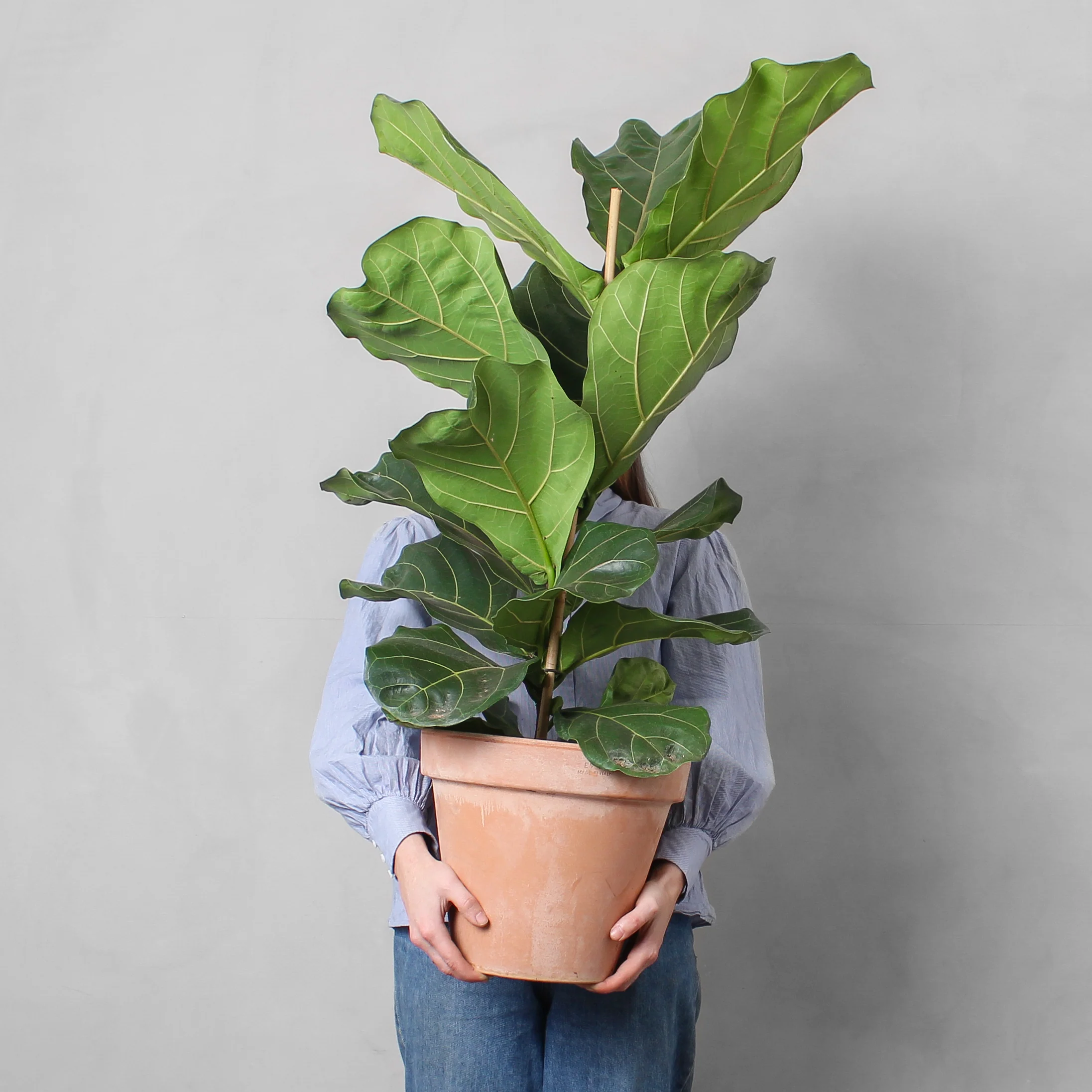 Violinfigen, Ficus lyrata - 100-120 cm - Image 3