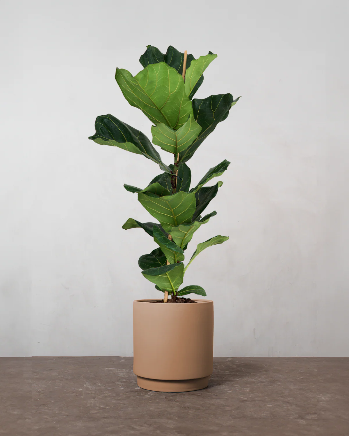 Violinfigen, Ficus lyrata - 100-120 cm - Image 4