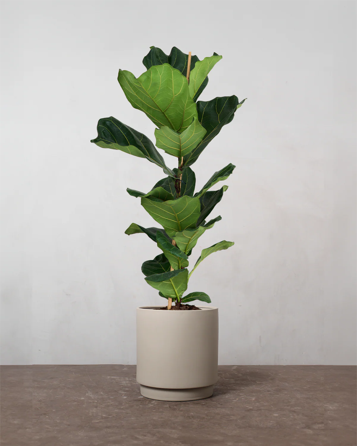 Violinfigen, Ficus lyrata - 100-120 cm - Image 5