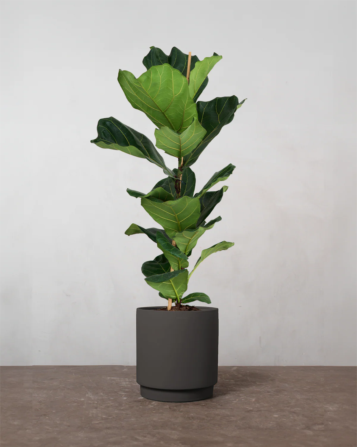 Violinfigen, Ficus lyrata - 100-120 cm - Image 6