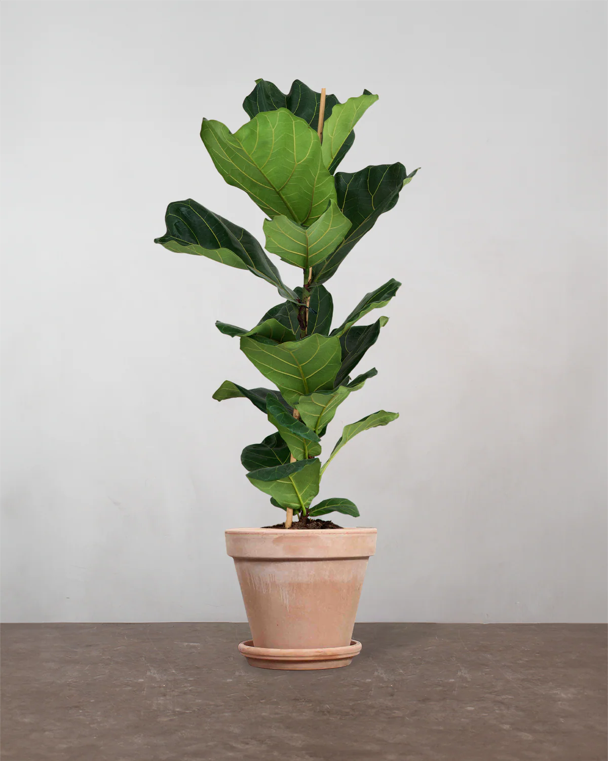 Violinfigen, Ficus lyrata - 100-120 cm - Image 7