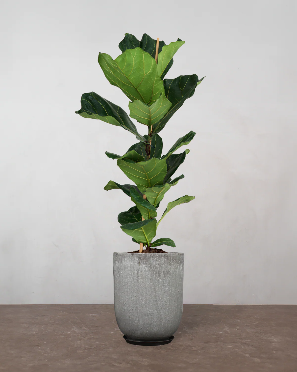 Violinfigen, Ficus lyrata - 100-120 cm - Image 8