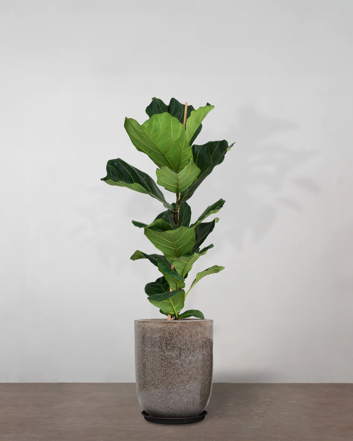 Violinfigen, Ficus lyrata - 100-120 cm - Image 9