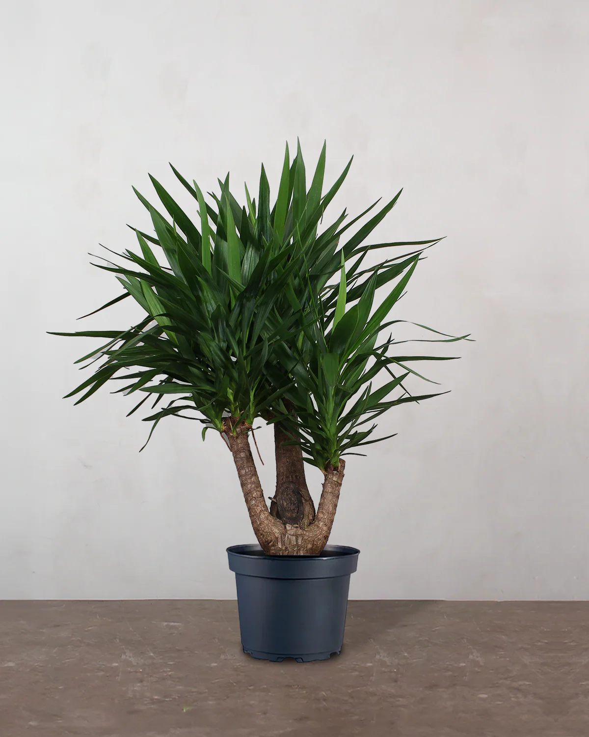 Yucca Palme - 120-140 cm