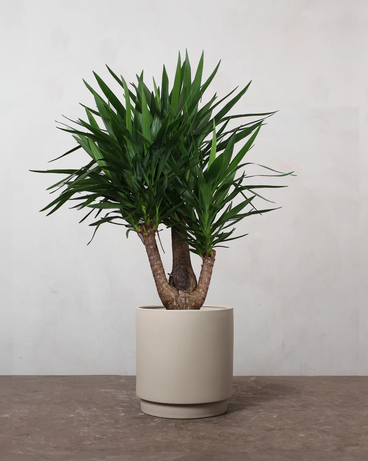 Yucca Palme - 120-140 cm - Image 4