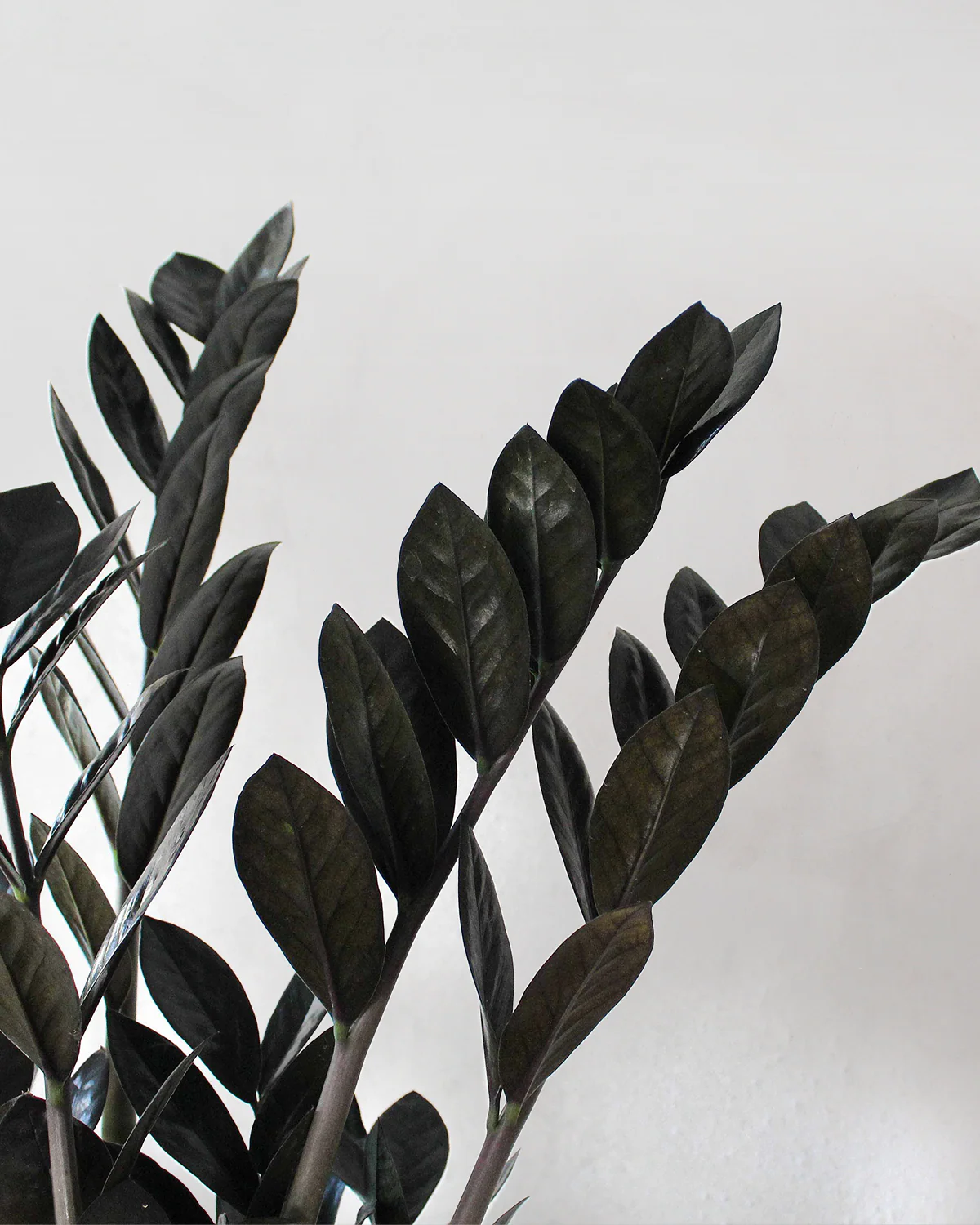 Zamioculcas zamiifolia 'Raven' - 30-50 cm - Image 2
