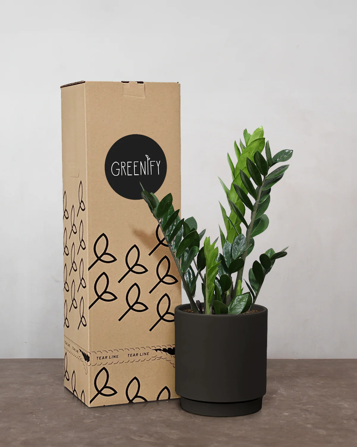 Zamioculcas Zamifolia - 30-50 cm - Inkl. Gaveæske & Kort - Image 3